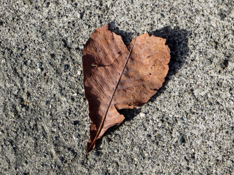 sj-heart-leaf